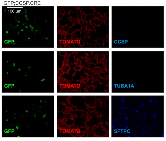 Figure 3—figure supplement 3.