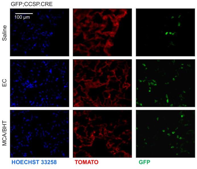 Figure 3—figure supplement 1.