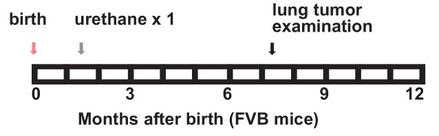 Figure 1—figure supplement 17.