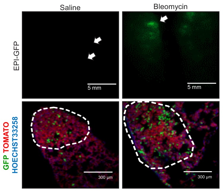 Figure 4—figure supplement 1.