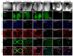 Figure 1—figure supplement 3.