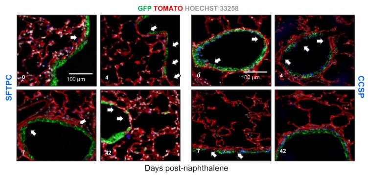 Figure 4—figure supplement 3.