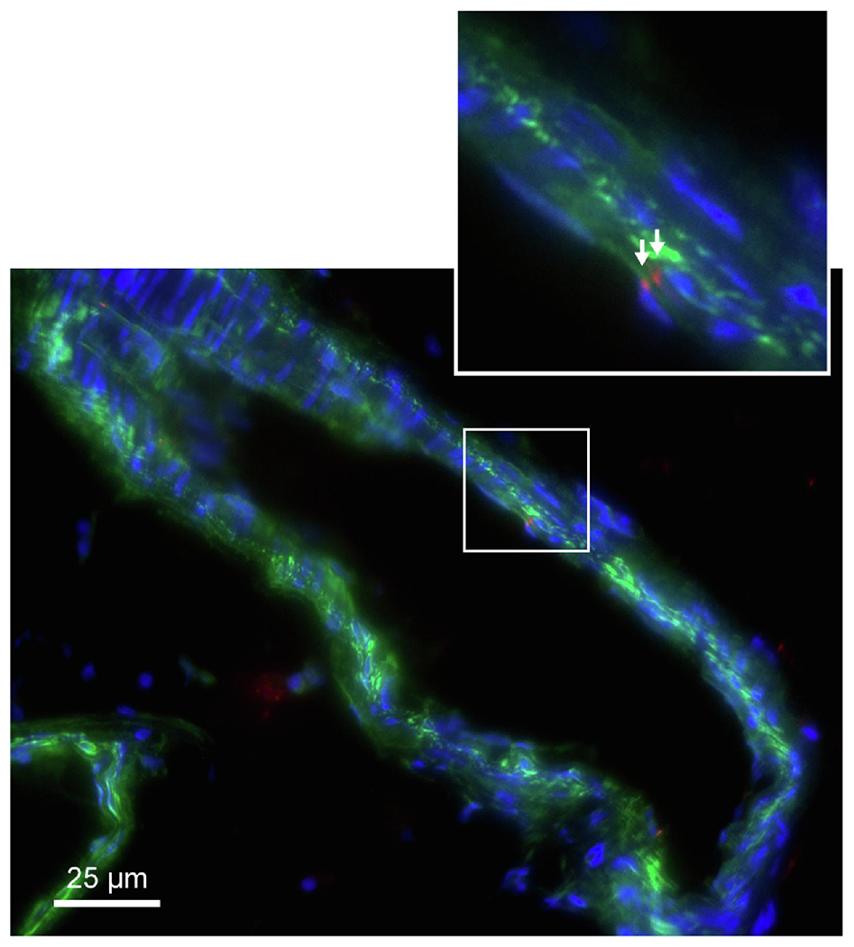 Figure 5: