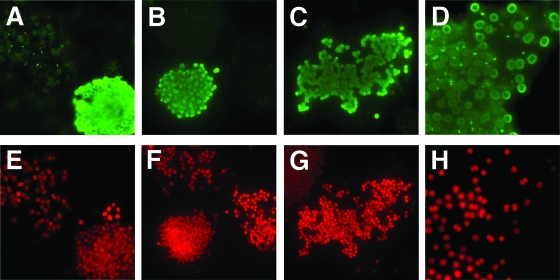 FIG. 7.