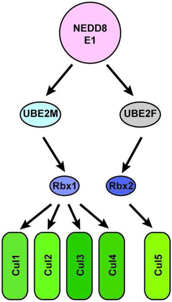 E2-RING expansion of the NEDD8 cascade confers specificity to cullin ...