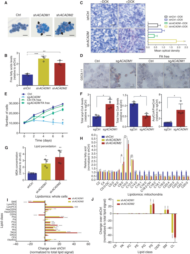 Figure 4. Accumulation of MCFAs induces toxic alterations of lipid metabolism in GSCs. A, Oil Red O staining in GSC 8.11 cells infected with anti-ACADM or nontargeting shRNA in vitro. Black arrows indicate sites of lipid accumulation. Scale bar, 20 μm. B, Colorimetric determination of free FAs from GSC whole-cell extracts. Values represent the mean ± SD of three independent experiments. P values were generated using Kruskal–Wallis ANOVA. Dunn test for comparison among groups. **, P = 0.0061; ***, P = 0.0003. C, Oil Red O staining in xenograft tumor tissues derived from GSC 8.11 infected with inducible shRNA (ishACADM) constructs. Doxycycline was administered approximately 20 days after cell implantation. Oil Red O staining quantification of tumor tissues shown in C was obtained using ImageJ software analysis. Scale bar, 25 μm. P values were generated using Kruskal–Wallis ANOVA. Dunn test for comparison among groups. *, P = 0.033. d and E, Oil Red O staining (D) and growth curve (E) of ACADM wild-type or null GSC 8.11 grown in normal or FA-free medium. Cells were selected with puromycin for 48 hours prior to starting the experiment. Oil Red O staining in cells after 48-hour puromycin selection. Scale bar in D, 10 μm. Data in E represent the mean ± SD of three biologically independent replicates. P values were generated using Kruskal–Wallis ANOVA. Dunn test for comparison among groups. **, P ≤ 0.007. F, Colorimetric analysis of acyl-CoA species in MCAD-deficient GSC 8.11 cells. Data represent the mean ± SEM of four biologically independent replicates. P values were generated using Kruskal–Wallis ANOVA. Dunn test for comparison among groups. *, P < 0.03. G, Quantification of lipid peroxidation determined by measuring the production of malondialdehyde (MDA) using the Colorimetric Microplate Assay for Lipid Peroxidation Kit. Data represent the mean ± SD of four biologically independent replicates. P values were generated using Kruskal–Wallis ANOVA. Dunn test for comparison among groups. *, P = 0.02; **, P = 0.01. H, Quantitative LC/MS-MS lipid profiling of FFA content of ACADM wild-type or null GSC 8.11 cells. Data represent mean ± SEM of three biologically independent replicates. P values were generated using Kruskal–Wallis ANOVA. Dunn test for comparison among groups. *, P < 0.03; **, P < 0.004. i and J, Relative amount of total lipid classes measured by mass spectrometry of whole-cell extracts (I) or mitochondria (J) from GSC 8.11 cells infected with shRNA targeting ACADM. Data are reported as fold change over control cells infected with nontargeting shRNA. Mean values ± SD of three biologically independent replicates. P values were generated using Kruskal–Wallis ANOVA. Dunn test for comparison among groups. *, P < 0.05; ***, P = 0.001; ****, P = 0.0001. CE, cholesteryl ester; CER, ceramide; DAG, diacylglycerol; FAHFA, fatty acid ester of hydroxyl fatty acids; Hex2CER, dihexosylceramide; HexCER, hexosylceramide; LPC, lyso-phosphatidylcholine; LPE, lyso-phosphatidylethanolamine; PA, phosphatidic acid; PC, phosphatidylcholine; PE, phosphatidylethanolamine; PG, phosphatidylglycerol; PI, phosphatidylinositol; PS, phosphatidylserine; SM, sphingomyelin; TAG, triacylglycerol.