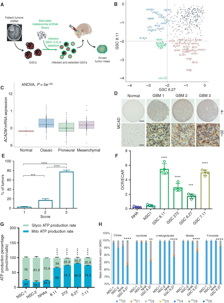 Figure 1. ACADM emerges as a clinically relevant dependency of GBM. A, Schematics of experimental design for intracranial metabolome shRNA screens in patient-derived GSCs. The lentiviral library was transduced at a low MOI (less than one integrant/cell). B, Gene–rank analysis highlighting the behavior of genes involved in FA metabolism (ACADM, ACADL, PRKACB, and ACSL6) in in vivo screens executed in two independent GSC models: GSC 8.11 and GSC 6.27 (RSA, logP). C, ACADM mRNA levels in glioma subtypes vs. normal brain (TCGA data set). Log2 RSEM values were calculated to compare expression levels of ACADM and other genes involved in the FA synthesis pathway. Using the GBM data set (n = 167), analysis was performed comparing expression among normal tissue (n = 5), classic (n = 68), proneural (n = 46), and mesenchymal (n = 48) subtypes. ANOVA was performed across all groups to determine statistical significance, with pairwise Wilcoxon tests to identify which subtypes showed a difference. D, Immunohistochemistry for MCAD on tissue microarray (TMA) derived from normal brain and GBM tissue. Scale bars, 100 μm for ×4 and 25 μm for ×20. E, GBM percentage distribution based on MCAD expression levels in three independent TMAs. The scores 1 to 3 were independently determined using the following scoring system to approximate the percentage of cells positive for staining with the MCAD antibody: 1 = 0% to 10%, 2 = 11% to 50%, and 3 = 51% to 100%. Representative tissue scoring is presented in D. Data represent the analysis of three independent TMAs. P values were generated using Kruskal–Wallis ANOVA. Dunn test for comparison among groups. ***, P = 0.0002; ****, P < 0.0001. F, Bioenergetic profiling of NHA, NSC, and GSC lines using Seahorse technology. Basal oxygen consumption rate (OCR; pMoles/minute) and extracellular acidification rate (ECAR; mpH/minute) were used for calculations. Values represent the mean ± SD of four independent experiments. P values were generated using Kruskal–Wallis ANOVA. Dunn test for comparison among groups. ***, P = 0.0003; ****, P = 0.0001. G, Quantification of energy production in the indicated cell lines by Seahorse XF Real-Time ATP Rate Assay. MitoATP Production Rate and glycoATP Production Rate were calculated from OCR and ECAR measurements under basal conditions. Values are expressed as mean ± SD; P values were generated using Kruskal–Wallis ANOVA. Dunn test for comparison among groups. ****, P < 0.0001. H, Isotopolog patterns for incorporation of 13C-labeled oleate into TCA cycle intermediates, as measured by LC/MS in NHAs, NSCs, and GSCs in basal conditions. Cells were cultured with 13C-oleate for 6 hours prior to sample collection. N = 4 biological replicates, error = ±SD. **, P = 0.0014; ****, P < 0.0001.