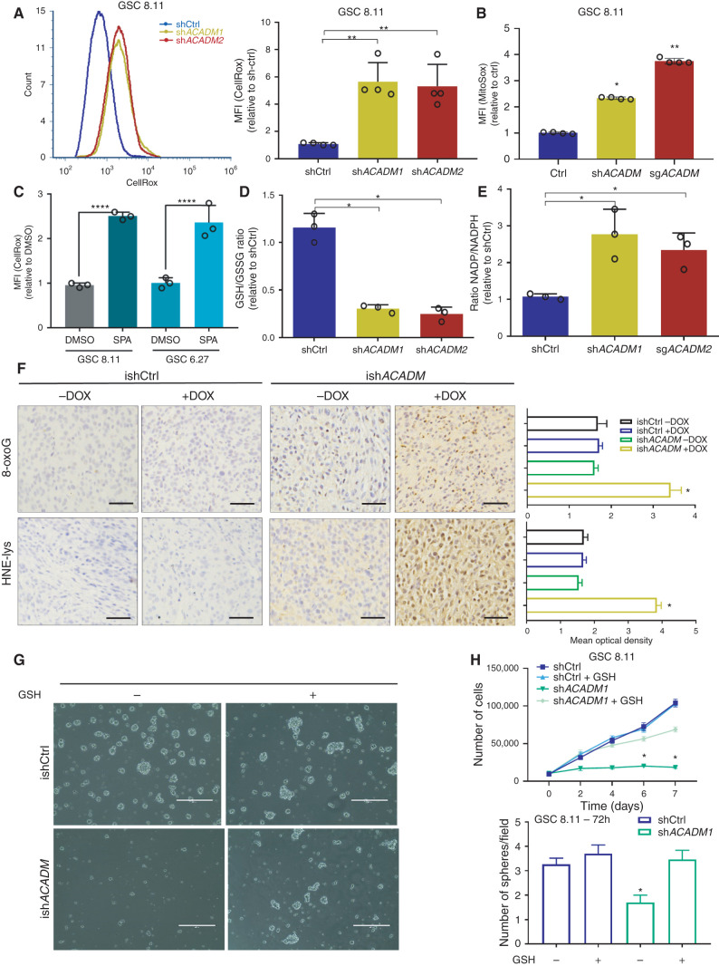 Figure 5. MCAD knockdown triggers ROS-related damage in GSCs in vitro and in vivo. A, ROS production as measured by CellROX Green in flow cytometry (left) and quantification of fluorescence intensity (right) in GSC 8.11 harboring anti-ACADM or nontargeting shRNA. Values represent the mean ± SD of four independent experiments. P values were generated using Kruskal–Wallis ANOVA. Dunn test for comparison among groups. **, P < 0.002. B, Mitochondrial ROS quantification by MitoSox staining intensity in GSC 8.11 cells harboring anti-ACADM shRNA or sgRNA 72 hours after gene silencing. Values represent the mean ± SD of four independent experiments. P values were generated using Kruskal–Wallis ANOVA. Dunn test for comparison among groups. *, P = 0.046; **, P = 0.0033. C, ROS production quantification by CellRox Green staining intensity in GSC 8.11 and 6.27 upon 72-hour exposure to SPA (400 μmol/L) or DMSO. Values represent the mean ± SD of three independent experiments. P values were generated using Kruskal–Wallis ANOVA. Dunn test for comparison among groups. ****, P = 0.0001. d and E, GSH/GSSG and NADP/NADPH ratios in GSC 8.11 measured by colorimetric assay. D, *, P ≤ 0.03. E, *, P ≤ 0.03. Values represent the mean ± SD of three independent experiments. P values were generated using Kruskal–Wallis ANOVA. Dunn test for comparison among groups. F, Immunostaining for 8-oxoguanine (showing oxidized DNA, top) or hydroxynonenal (HNE) adducts (showing lipid peroxidation and oxidative protein damage, bottom) and relative quantification of GSC 8.11–derived tumors from experiment shown in Supplementary Fig. S5D; scale bar, 50 μm. Quantification was conducted with ImageJ software, six images per condition, where each condition was represented by three biological replicates. Values are expressed as mean ± SD; P values were generated using Kruskal–Wallis ANOVA. Dunn test for comparison among groups. *, P ≤ 0.02. G, Representative images of the rescue effect of GSH-EE on GSC 8.11 tumor spheres with doxycycline-induced MCAD knockdown (scale bar, 400 μm). H, Top, growth curve of GSC 8.11 cells infected with ACADM or nontargeting shRNA grown in the presence or absence of GSH-EE. Values are expressed as mean ± SD; P values were generated using Kruskal–Wallis ANOVA. Dunn test for comparison among groups. *, P ≤ 0.03. Bottom, quantification of the number of spheres formed by GSC 8.11 harboring ACADM or nontargeting shRNAs grown for 72 hours in the presence or absence of GSH-EE, as indicated. Values represent the number of spheres per field expressed as mean ± SD. P values were generated using Kruskal–Wallis ANOVA. Dunn test for comparison among groups. *, P = 0.04.