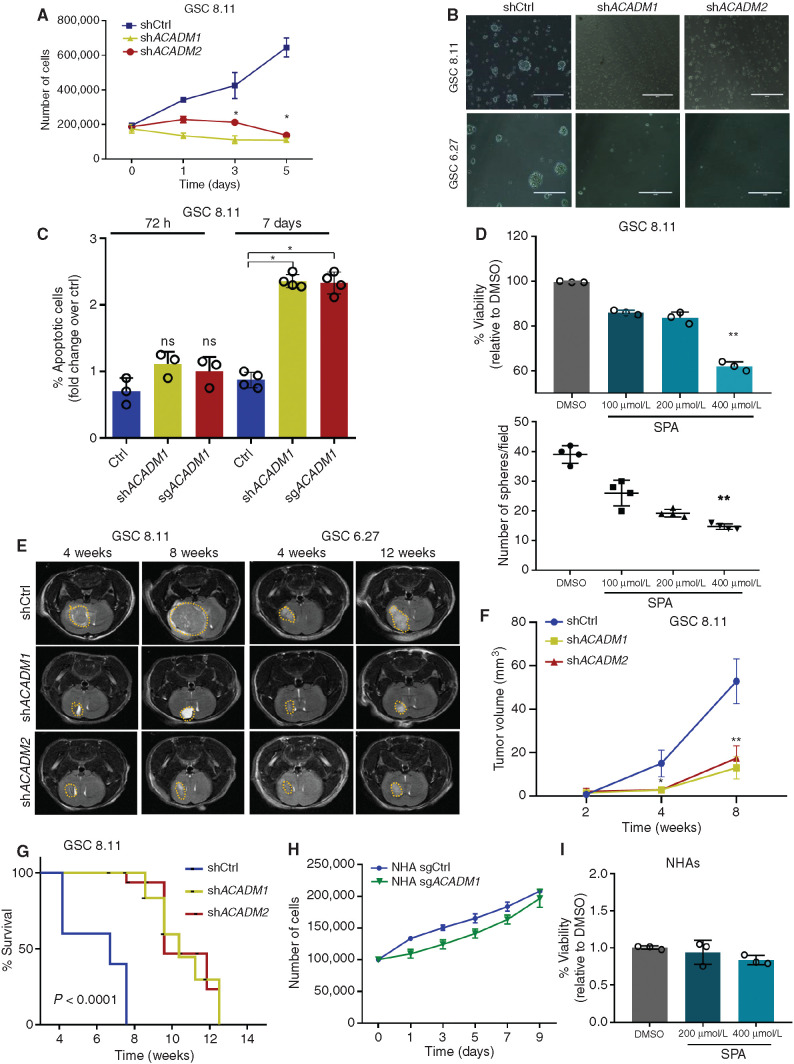 Figure 2. MCAD is essential for in vitro and in vivo tumor growth. A, Five-day growth curve of GSC 8.11 cells upon shRNA ACADM silencing. Day 0 was defined as 48 hours postpuromycin selection. Values represent the mean ± SD of three independent experiments. P values were generated using Kruskal–Wallis ANOVA. Dunn test for comparison among groups. *, P ≤ 0.02. B, Representative optical microscopy images of GSC tumor spheres 4 days after puromycin selection. Scale bar, 100 μm. C, Quantification of apoptosis in GSC 8.11 infected with anti-ACADM or scrambled shRNA by Annexin V–FITC/PI. Staining was evaluated by flow cytometry at 72 hours and on day 7 after puromycin selection. Values represent the mean ± SD of three or four independent experiments; P values were generated using Kruskal–Wallis ANOVA. Dunn test for comparison among groups. *, P < 0.04. D, Cell viability assessed by Trypan blue exclusion of GSC 8.11 treated with indicated concentration of SPA (top). Data represent mean ± SEM of three biologically independent replicates. P values were generated using Kruskal–Wallis ANOVA. Dunn test for comparison among groups. **, P = 0.0065. Dot plot showing GSCs 8.11 sphere formation efficiency upon SPA treatment at indicated concentrations (bottom). DMSO was used as control. Values represent the mean ± SD of four independent experiments; P values were generated using Kruskal–Wallis ANOVA. Dunn test for comparison among groups. **, P = 0.0011. E, MRI images of tumor progression after implantation of GSCs 8.11 or 6.27 at 4 and 8 weeks for GSCs 8.11 and at 4 and 12 weeks for GSC 6.27. F, Quantification of tumor progression after implantation of GSC 8.11 as measured by magnetic resonance volumetry (n = 8 mice per group). P values were generated using Kruskal–Wallis ANOVA. Dunn test for comparison among groups. *, P = 0.04; **, P = 0.0082. G, Kaplan–Meier survival analysis after implantation of GSCs 8.11. For shCtrl, shACADM1, and shACADM2, n = 8 mice per group. P values were generated using log–rank test. H, Growth curve of NHAs infected with sgRNA targeting either ACADM or GFP. Values represent the mean ± SD of three independent experiments. I, Cell viability assessed by Trypan blue exclusion of NHAs treated with indicated concentrations of SPA or DMSO for 6 days. Mean values ± SD of three biologically independent replicates.