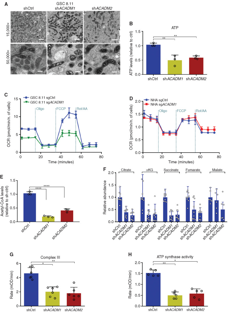 Figure 3. ACADM silencing causes mitochondrial failure in GSCs. A, Transmission electron microscopy images of mitochondria in GSC 8.11 upon ACADM silencing (magnification ×15,000 and 50,000; scale bars, 1 μm, 300 nm). B, Measurements of mitochondrial ATP levels using a bioluminescence assay. Values are expressed as mean ± SD of three independent experiments; P values were generated using Kruskal–Wallis ANOVA. Dunn test for comparison among groups. **, P < 0.006. c and D, OCR measured in GSC 8.11 (C) and in NHAs (D) following ACADM silencing by metabolic flux assay before and after the addition of oligomycin, carbonyl cyanide 4-(trifluoromethoxy) phenylhydrazone (FCCP), and rotenone/antimycin to perturb mitochondrial respiration. Values represent the mean ± SD of one representative experiment with n = 4 technical replicates. Experiments were repeated three times with similar results (see also Supplementary Fig. S6B). E, Intracellular acetyl-CoA levels in GSC 8.11 after ACADM silencing as assessed by fluorometric assay. Values are expressed as mean ± SD of three independent experiments; P values were generated using Kruskal–Wallis ANOVA. Dunn test for comparison among groups. ****, P = 0.0001. F, Relative abundance of TCA cycle metabolites in GSC 8.11, as detected by LC/MS analysis. Values are expressed as mean ± SD of three independent experiments. G, Mitochondrial electron transport chain complex III activity in GSC 8.11 as measured by colorimetric assay. Values are expressed as mean ± SD of six independent experiments. P values were generated using Kruskal–Wallis ANOVA. Dunn test for comparison among groups. *, P = 0.03; **, P = 0.0079. H, Mitochondrial complex V (ATP synthase) activity in GSC 8.11 as measured by colorimetric assay. Values are expressed as mean ± SD of five independent experiments; P values were generated using Kruskal–Wallis ANOVA. Dunn test for comparison among groups. *, P = 0.0313; **, P = 0.0071.