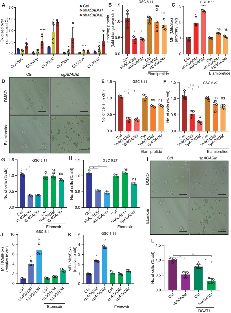 Figure 6. Overloading of mitochondria with FAs triggers structural and functional alterations upon MCAD ablation and leads to GSCs' death. A, Relative amount of (C18:2)–containing CL species with molecular weight increased by 48 Da (+48 amu adducts) measured by mass spectrometry in mitochondria from GSC 8.11 cells infected with shRNA targeting ACADM. Data are reported as fold change over native (nonoxidized) CL. Mean values ± SD of three biologically independent replicates. P values were generated using one-way ANOVA. *, P < 0.05; ***, P = 0.001; ****, P = 0.0001. B, Cardiolipin content per milligram of protein as determined by a fluorometric assay 72 hours following ACADM silencing in GSC 8.11 mitochondria. Cells were grown in normal medium or supplemented with elamipretide as indicated. Values represent the mean ± SD of four independent experiments. P values were generated using Kruskal–Wallis ANOVA. Dunn test for comparison among groups. *, P < 0.05. C, Quantification of mitochondrial ROS (mean of fluorescence intensity) as measured by MitoSox staining in GSC 8.11 cells harboring anti-ACADM shRNA or sgRNA 72 hours after gene silencing in the presence or in the absence of elamipretide. Values represent the mean ± SD of four independent experiments. P values were generated using Kruskal–Wallis ANOVA. Dunn test for comparison among groups. *, P < 0.05; ***, P < 0.001. D, Representative optical microscopy images of GSC 8.11 tumor spheres 6 days after ACADM silencing in the presence or absence of elamipretide (20 μmol/L). Scale bar, 40 μm. e and F, GSC 8.11 and 6.27 cells were grown with elamipretide (20 μmol/L) for 1 week before genetic ACADM silencing. The number of viable cells (as percentage of the ctrl) was assessed at 96 hours after gene silencing by Trypan blue exclusion. Values represent the mean ± SD of three or four independent experiments. P values were generated using Kruskal–Wallis ANOVA. Dunn test for comparison among groups. *, P < 0.05; ***, P < 0.001. G–K, GSC 8.11 and 6.27 cells were pretreated with etomoxir (2.5 μmol/L) for 48 hours before genetic ACADM silencing. g and H, The number of viable cells (as percentage of the ctrl) was assessed upon genetic ACADM silencing by Trypan blue exclusion. Values represent the mean ± SD of three or four independent experiments. P values were generated using Kruskal–Wallis ANOVA. Dunn test for comparison among groups. *, P < 0.05. I, Representative optical microscopy images of GSC 8.11 tumor spheres 6 days after genetic ACADM silencing in the presence or absence of etomoxir (2.5 μmol/L). Scale bar, 40 μm. j and K, ROS quantification (mean of fluorescence intensity) as measured by CellRox Green (J) and MitoSox (K) staining in GSC 8.11 cells harboring anti-ACADM shRNA or sgRNA 72 hours after genetic silencing. Values represent the mean ± SD of three or four independent experiments. P values were generated using Kruskal–Wallis ANOVA. Dunn test for comparison among groups. *, P < 0.05; **, P < 0.01. l, The number of viable cells (as percentage of the ctrl) was assessed 96 hours after genetic ACADM silencing by Trypan blue exclusion. Values represent the mean ± SD of four independent experiments. P values were generated using Kruskal–Wallis ANOVA. Dunn test for comparison among groups. *, P < 0.05; **, P < 0.01.