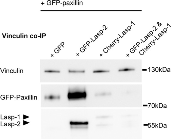 FIGURE 5: