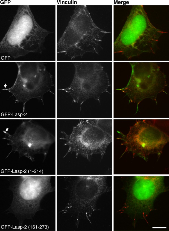 FIGURE 6: