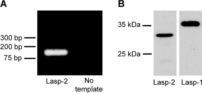 FIGURE 1: