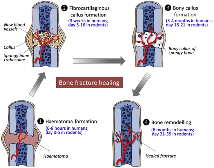 Figure 1