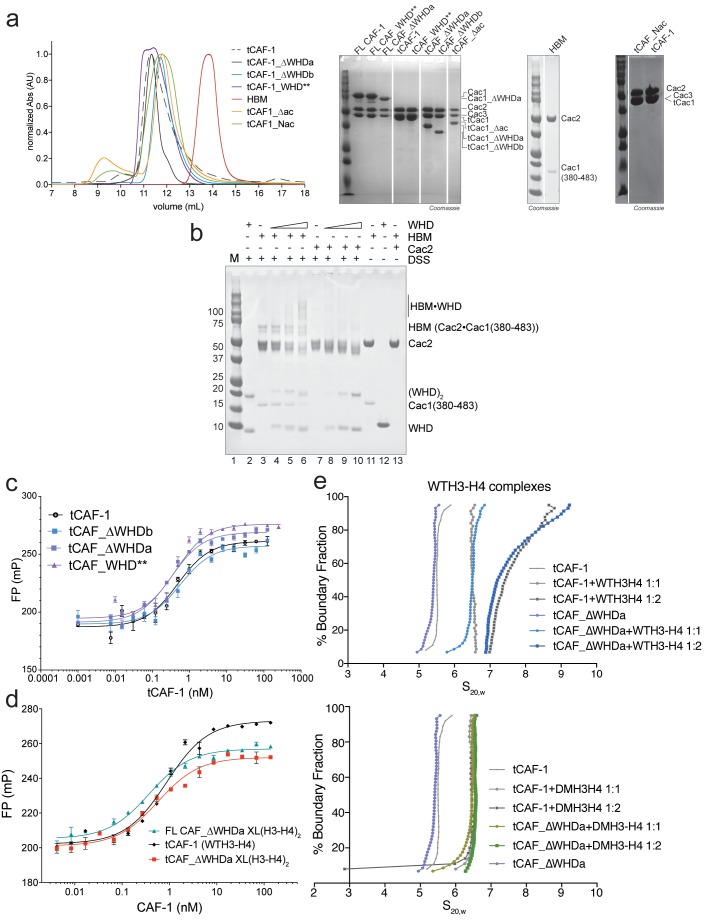Figure 3—figure supplement 1.