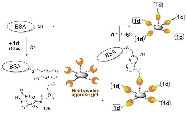 Scheme 9