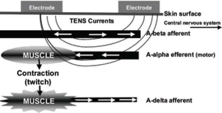 Figure 2b