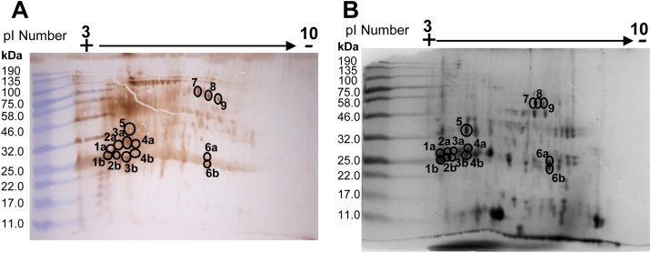 Fig. 5