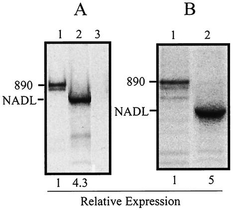 FIG. 5.