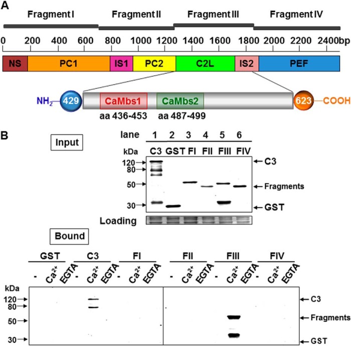 FIGURE 1.