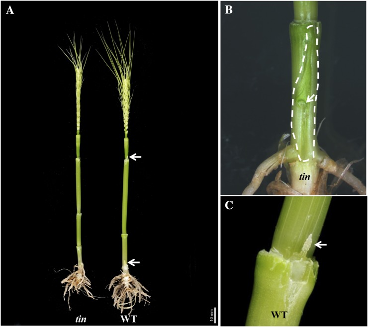 Figure 6.