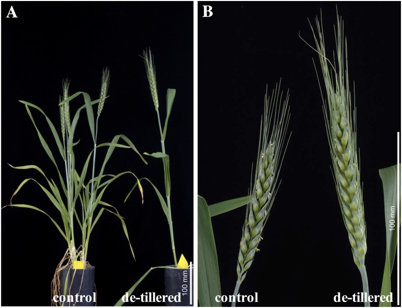 Figure 10.