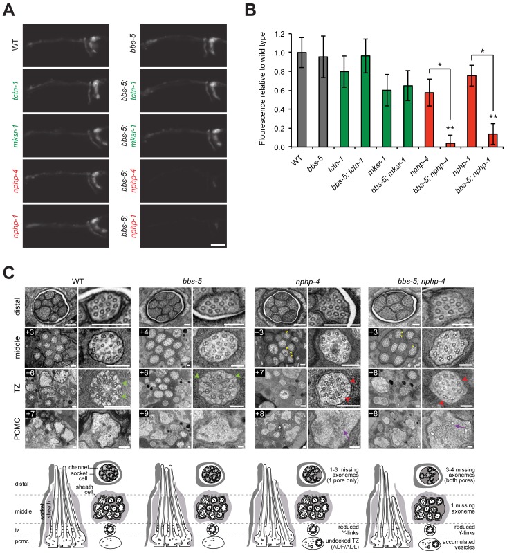 Fig 4