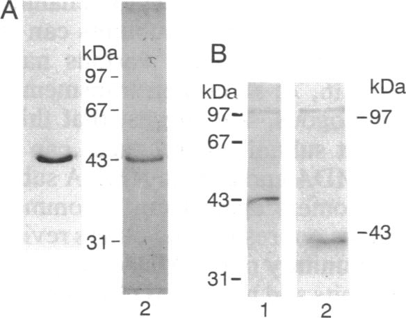 graphic file with name pnas01085-0038-a.jpg