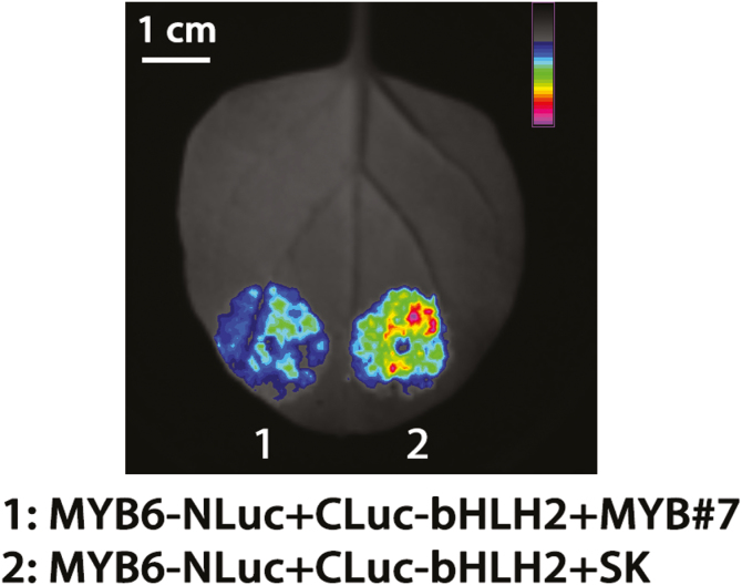 Fig. 9.