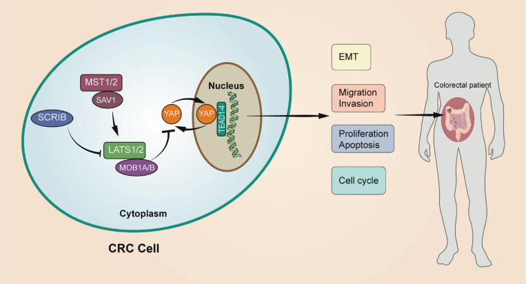 FIGURE 7