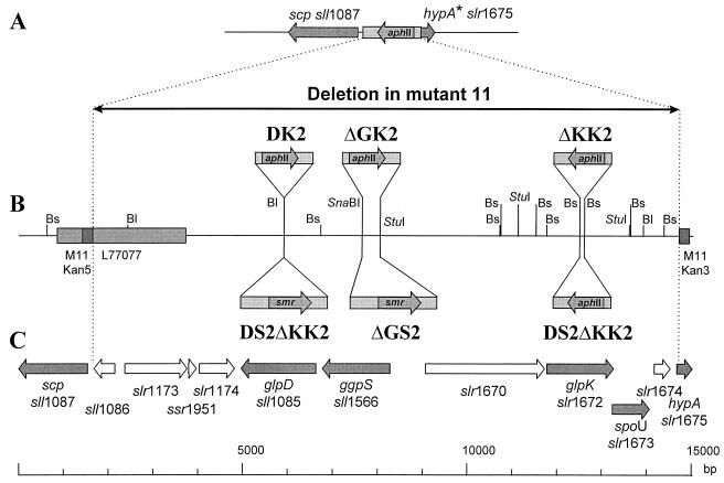 FIG. 1