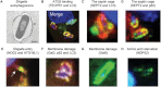 Fig. 2