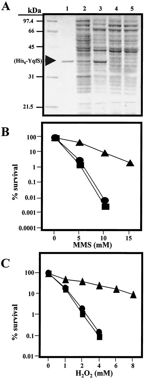 FIG. 8.
