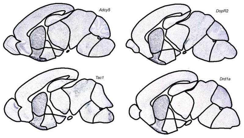 Fig. 8