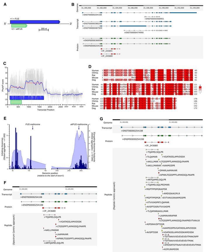 The FUS gene is dual‐coding with both proteins contributing to FUS ...