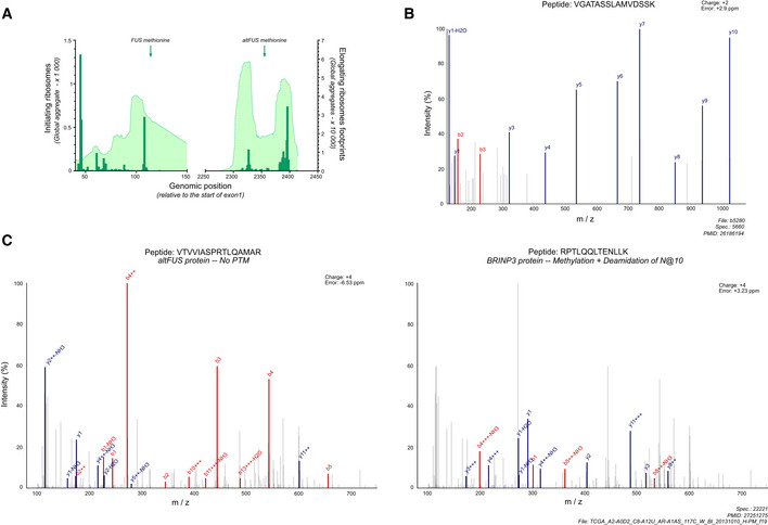 The FUS gene is dual‐coding with both proteins contributing to FUS ...