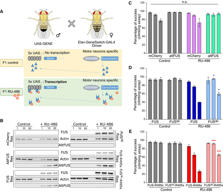 The FUS gene is dual‐coding with both proteins contributing to FUS ...