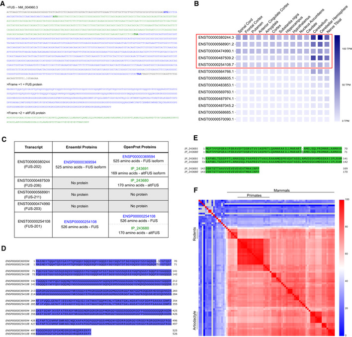 The FUS gene is dual‐coding with both proteins contributing to FUS ...