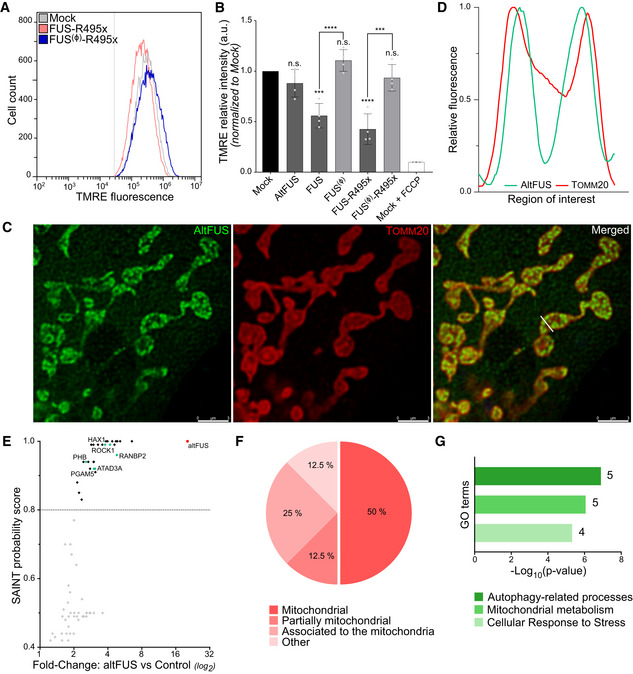 The FUS gene is dual‐coding with both proteins contributing to FUS ...