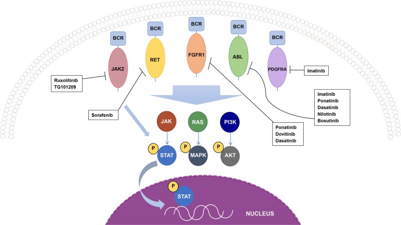 BCR: a promiscuous fusion partner in hematopoietic disorders - PMC