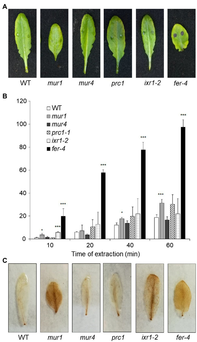 Figure 7