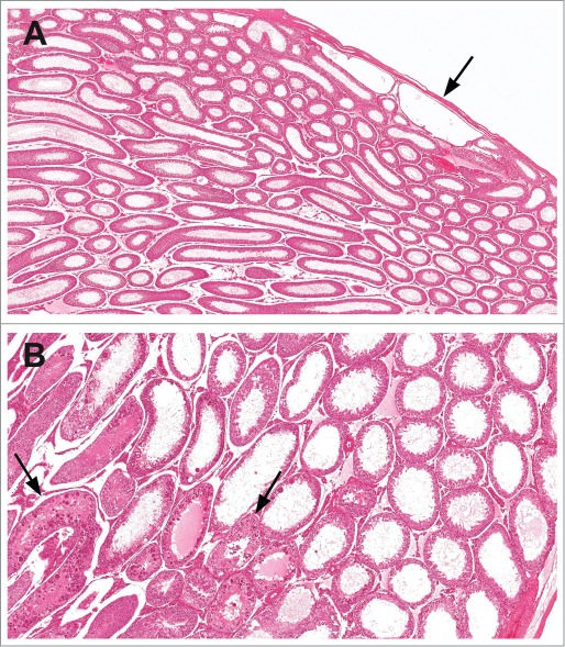 Fig 33.