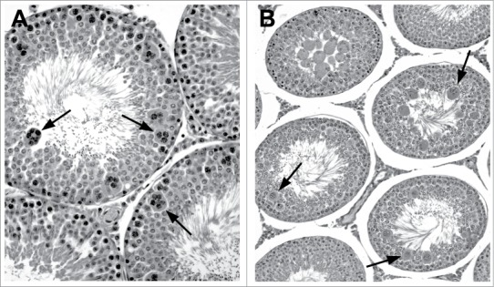 Figure 20.