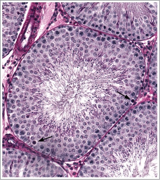 Figure 22.