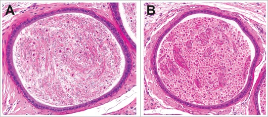 Figure 37.