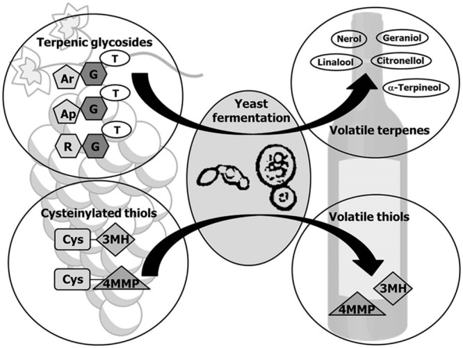 FIGURE 2