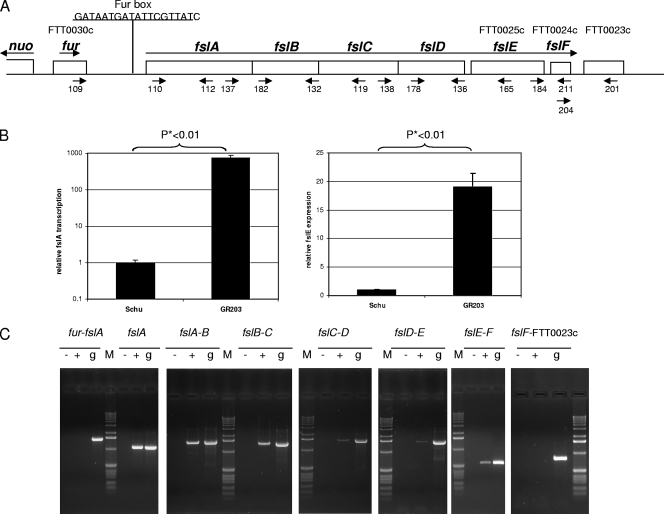 FIG. 2.