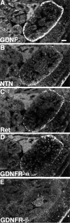 Fig. 10.