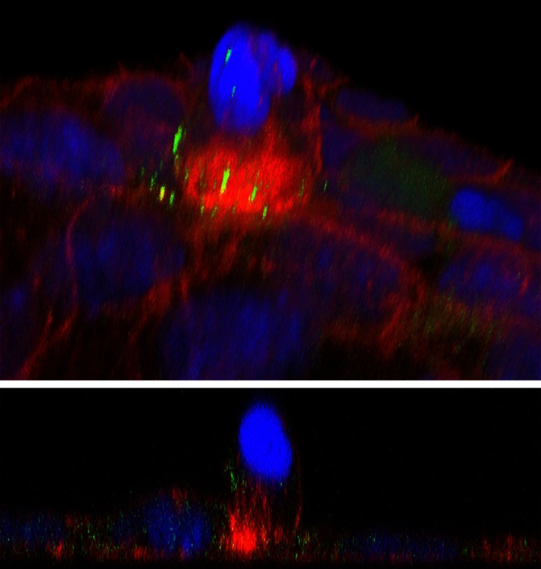 graphic file with name jcb.2024pifig3.jpg